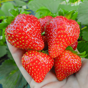 Клубника ремонтантная (крупноплодная) Вима Рина 5 шт. в упаковке