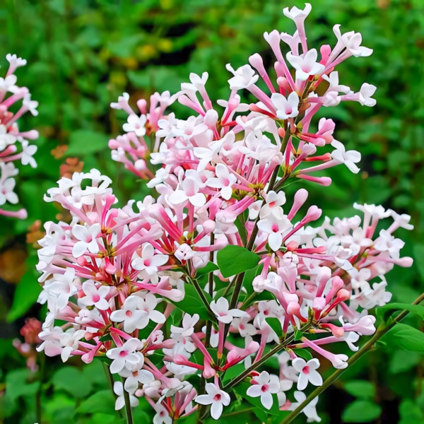 Сирень Суперба