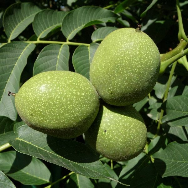 Саженцы Орех грецкий Чандлер
