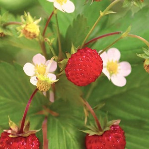 Клубника  Холидей  (упаковка 5 шт.)