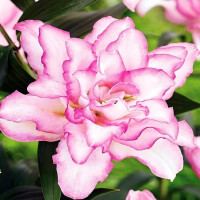  Лилия махровая восточная Roselily Anoushka (Розели Аннушка)