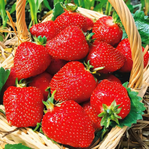 Клубника (крупноплодная) Соловушка 5 шт. в упаковке