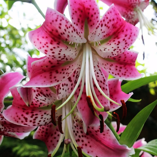  Лилия Speciosum Rubrum (Сп. Рубрум)