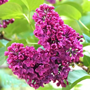 Сирень обыкновенная Чарльз Джоли