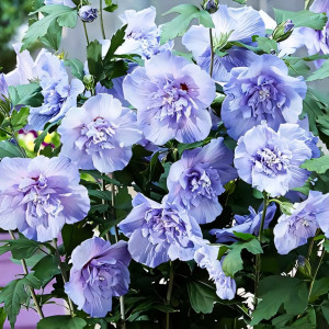 Гибискус Блю Шифон