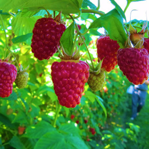 Саженцы Малина красная Гигант рубиновый