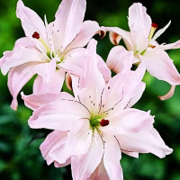  Лилия азиатская Spring Pink (Спринг Пинк)