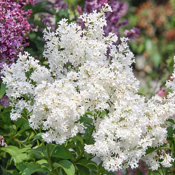 Сирень Агнес Смит