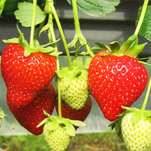 Клубника ремонтантная (крупноплодная) Моллинг Чемпион 5 шт. в упаковке