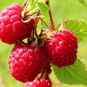 Саженцы Малина красная Глен Ампл