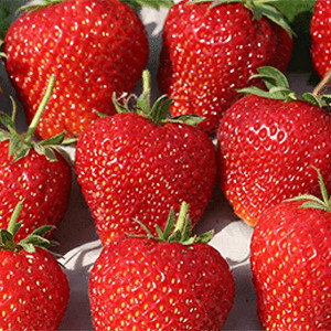 Клубника  Корона, 5шт.