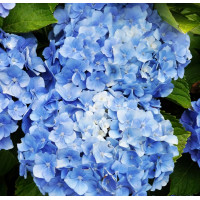 Гортензия крупнолистная Blauer Zwerg (Блау Цверг)