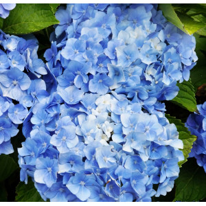 Гортензия крупнолистная Blauer Zwerg (Блау Цверг)
