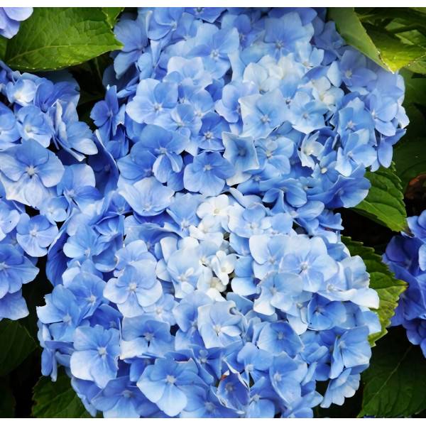 Гортензия крупнолистная Blauer Zwerg (Блау Цверг)
