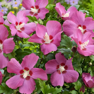 Гибискус сирийский Рашен Вайолет