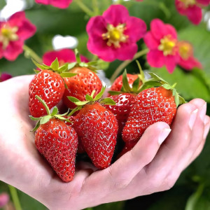 Клубника Руби Энн 5 шт. в упаковке