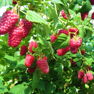 Саженцы Малина красная Слава России