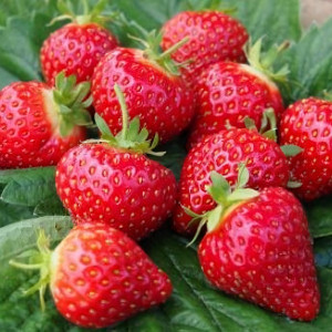 Клубника  Хоней  (упаковка 5 шт.)