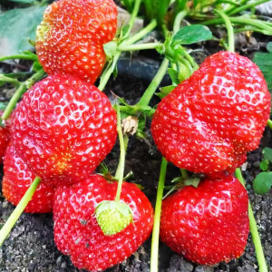 Клубника (крупноплодная) Симфония 5 шт. в упаковке