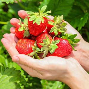 Клубника ремонтантная (крупноплодная) Монтерей 5 шт. в упаковке