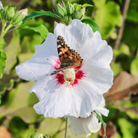 Гибискус сирийский Ред Харт