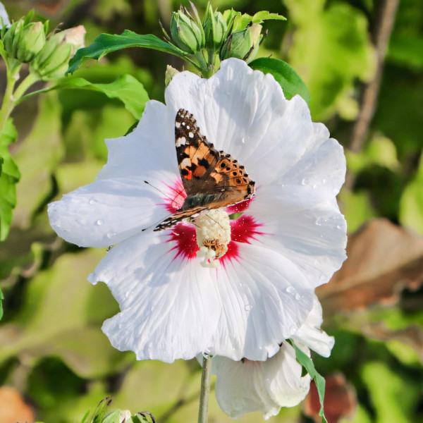 Гибискус сирийский Ред Харт
