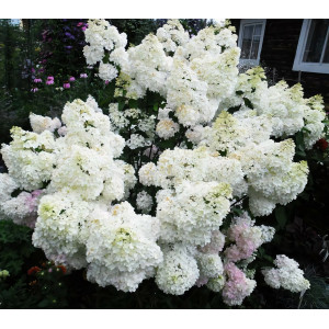 Гортензия метельчатая Grandiflora