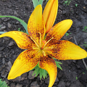  Лилия Lemon Starduct