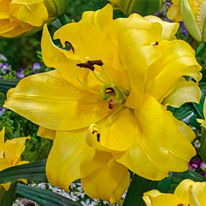  Лилия ОТ гибрид Exotic Sun (Экзотик Сан)