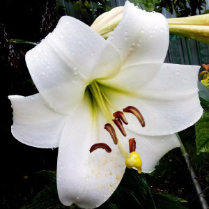  Лилия LOO гибрид White Triumphator (Уайт Триумфатор)