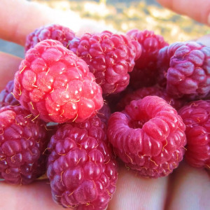 Саженцы Малина красная Джоан Джи