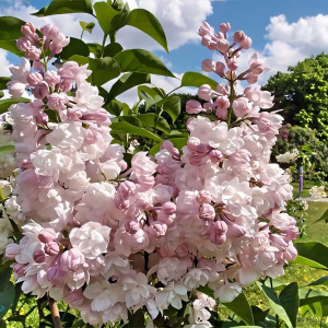 Сирень обыкновенная Красавица Москвы