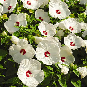 Гибискус Олд Елла