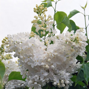 Сирень обыкновенная Мазаис принцис (Маленький Принц)