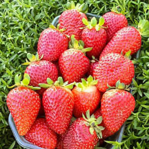 Клубника ремонтантная (крупноплодная) Альбион 5 шт. в упаковке