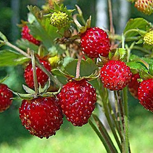 Клубника  Времена года 1 шт.