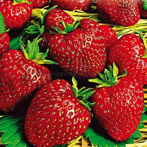 Клубника  Гигантский деликатес  (упаковка 5 шт.)