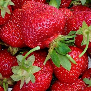 Клубника  Сирия  (упаковка 5 шт.)