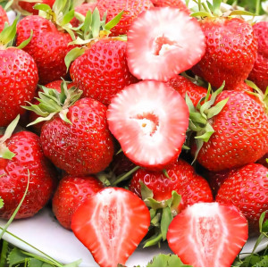 Клубника Диана 5 шт. в упаковке