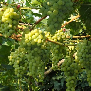 Саженцы Виноград Августин