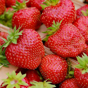 Клубника (крупноплодная) Сенсация 5 шт. в упаковке