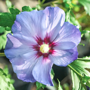 Гибискус Азурри