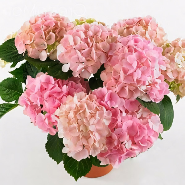 Гортензия крупнолистная Pink Sensation (Пинк Сенсейшн)