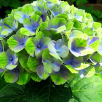 Гортензия крупнолистная Magical Amethyst Blue (Мэджикал Аметист Блю)