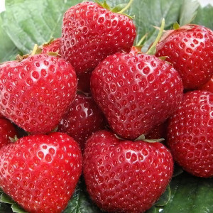 Клубника  Максим  (упаковка 5 шт.)