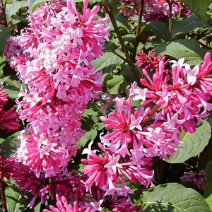 Сирень Мисс Канада