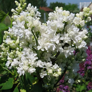 Сирень обыкновенная Мадам Лемуан