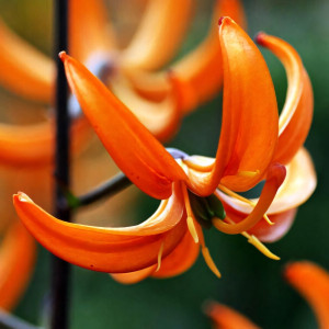  Лилия Orange Marmelade (Оранж Мармелад)