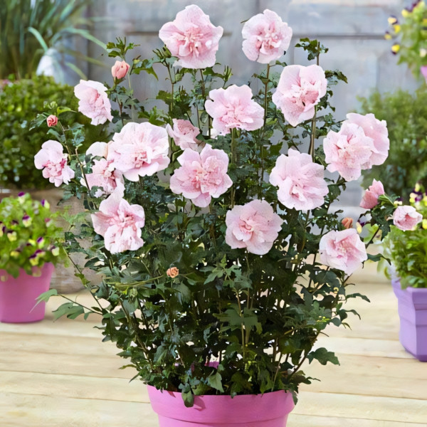 Гибискус Пинк Шифон