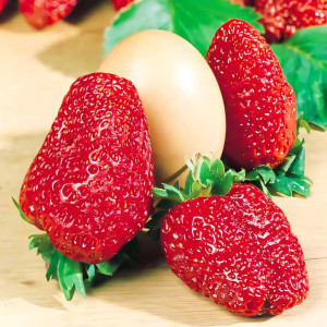 Клубника (крупноплодная) Геркулес 5 шт. в упаковке